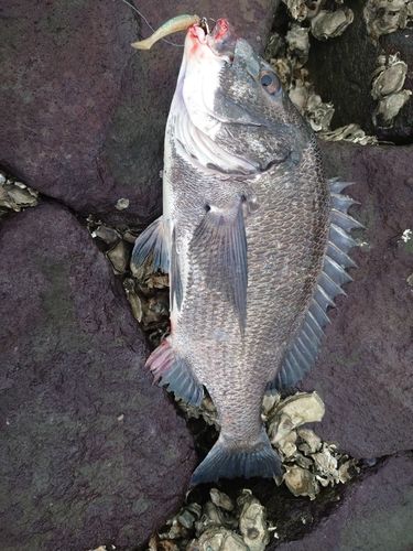 チヌの釣果