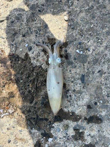 マメイカの釣果