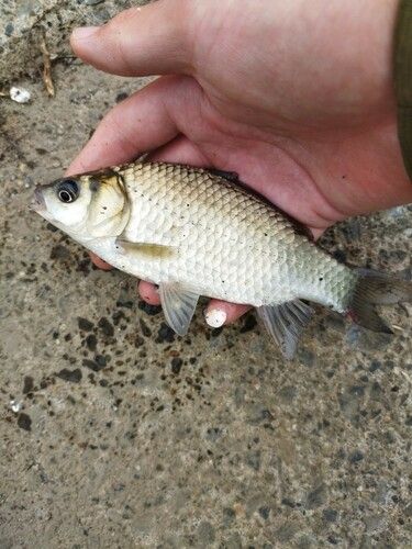 ヘラブナの釣果