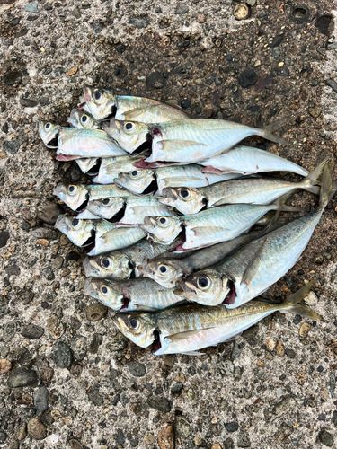 アジの釣果