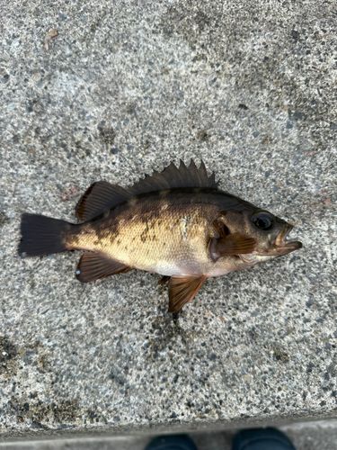 メバルの釣果