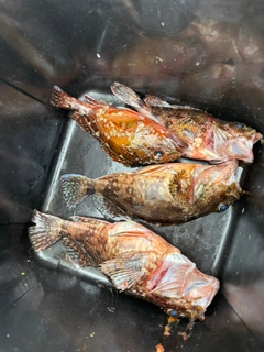 GTの釣果
