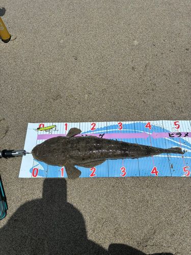 マゴチの釣果