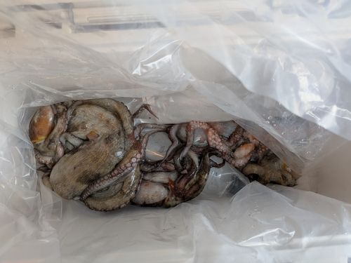 マダコの釣果