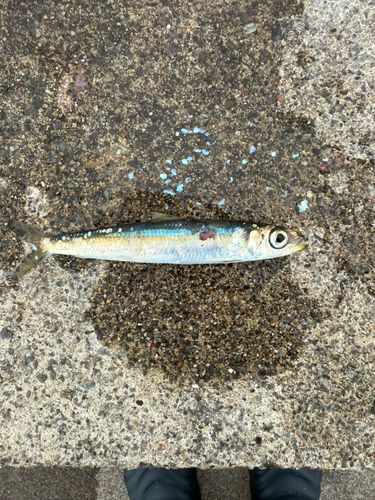 イワシの釣果