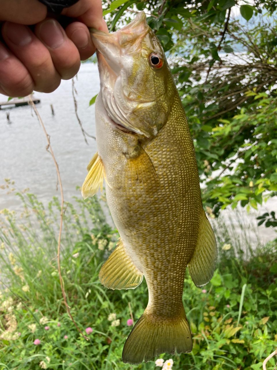 スモールマウスバス