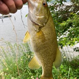 スモールマウスバス