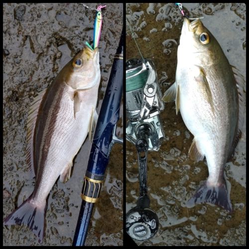 イサキの釣果