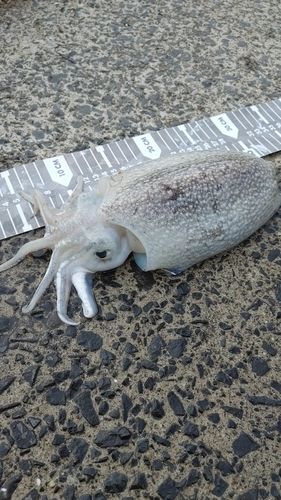 シリヤケイカの釣果