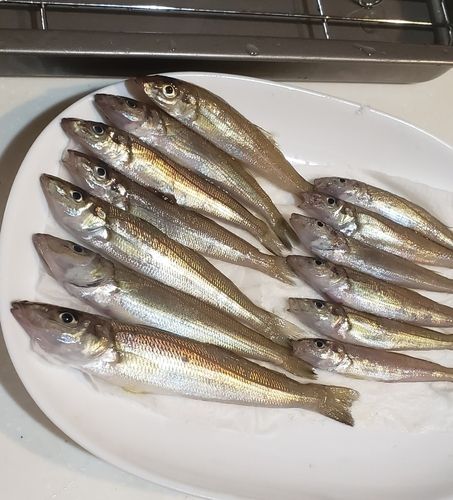 シロギスの釣果