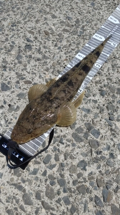 マゴチの釣果