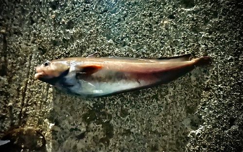 エゾイソアイナメの釣果