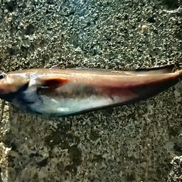 エゾイソアイナメ