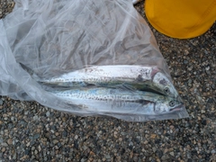 サゴシの釣果