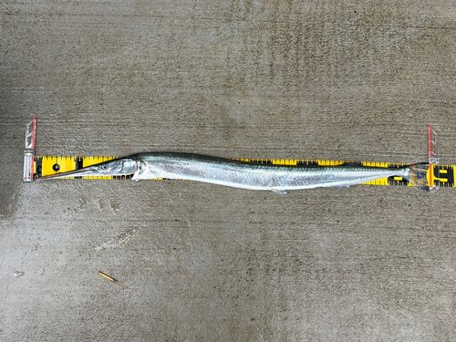 ダツの釣果