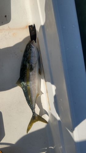 ハマチの釣果