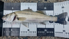 セイゴ(マルスズキ)の釣果