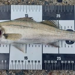 セイゴ（マルスズキ）