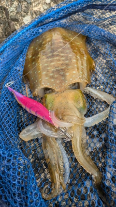 アオリイカの釣果