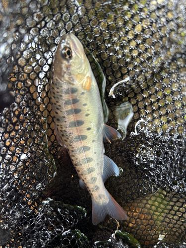 ヤマメの釣果