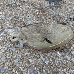 モンゴウイカ