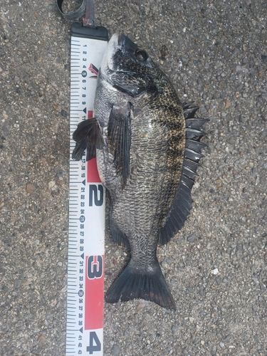クロダイの釣果