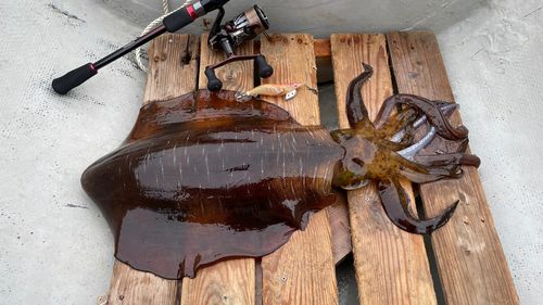 アオリイカの釣果