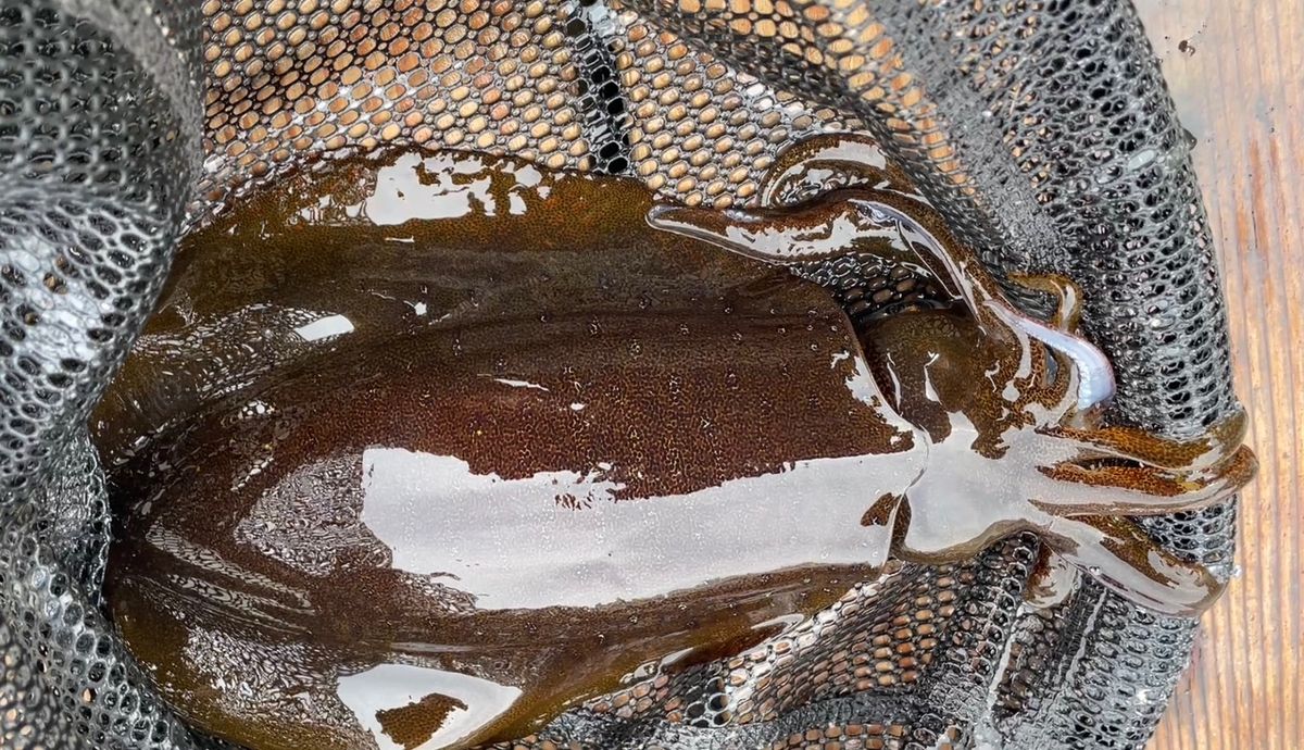 電脳ぱんださんの釣果 2枚目の画像