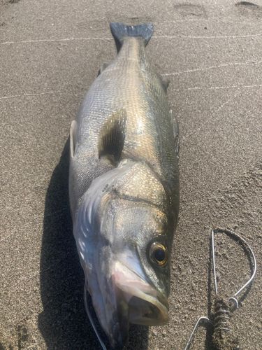 スズキの釣果
