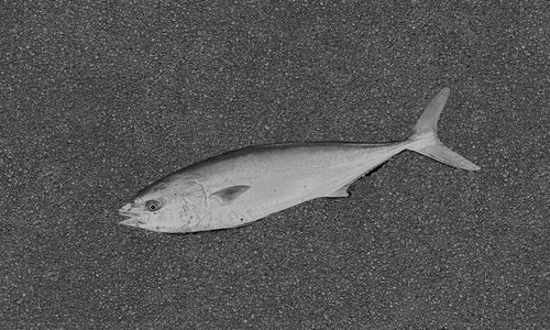 ブリの釣果