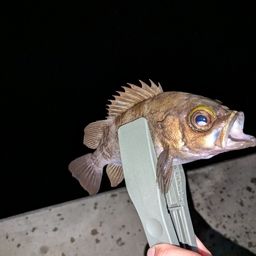 メバル