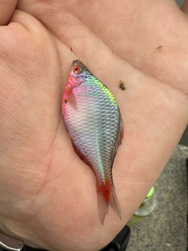 タイリクバラタナゴの釣果