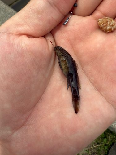 ヌマチチブの釣果