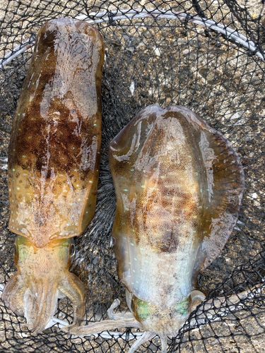 アオリイカの釣果