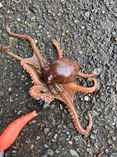 タコの釣果
