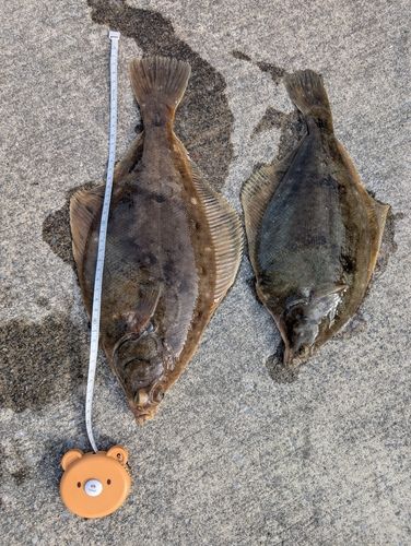 マガレイの釣果