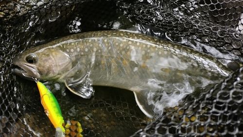 イワナの釣果