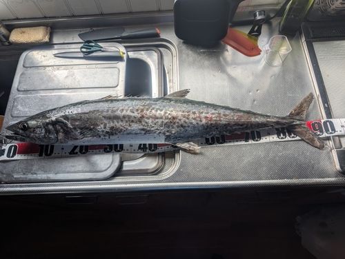 サワラの釣果