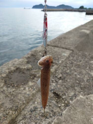 エソの釣果