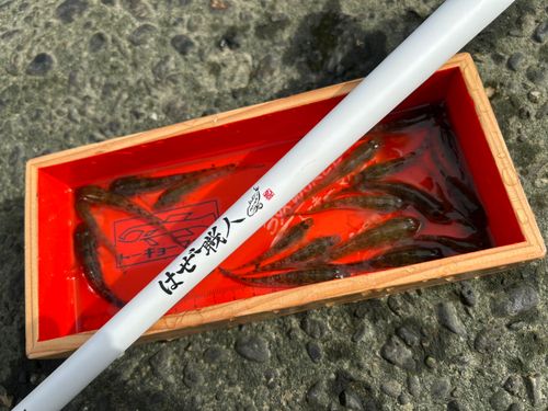 ハゼの釣果
