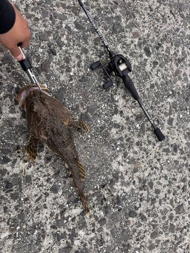 カジカの釣果