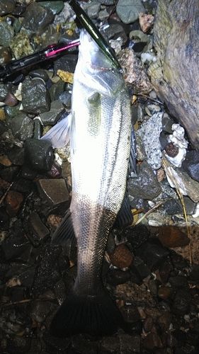 釣果