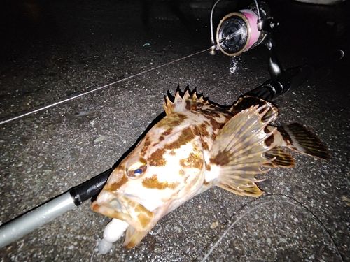 ベッコウゾイの釣果