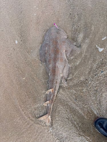 カスザメの釣果