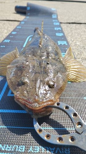 マゴチの釣果
