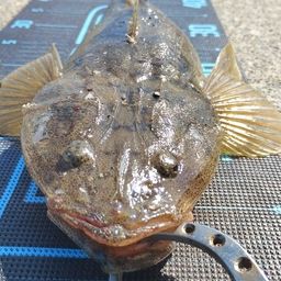 マゴチ