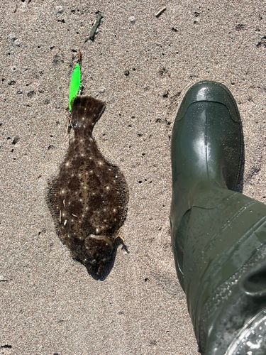 ソゲの釣果