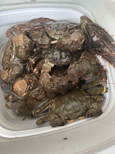 モクズガニの釣果