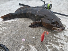 アイナメの釣果