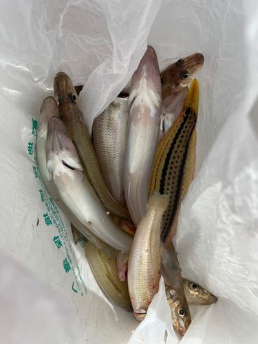 キスの釣果